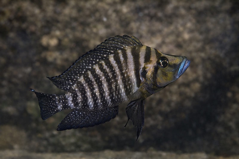 Altolamprologus compressiceps 'Wampembe'
